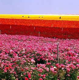 《GTA5》富兰克林演员差点弃演 不知道参与的是GTA游戏