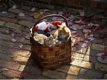 双节同庆，福利相伴！KK官方对战平台双节活动盛大开启！​